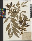 Foto von Salix fragilis L. x Salix pentandra L.